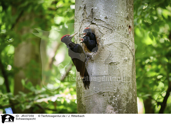 Schwarzspecht / black woodpecker / JR-07359