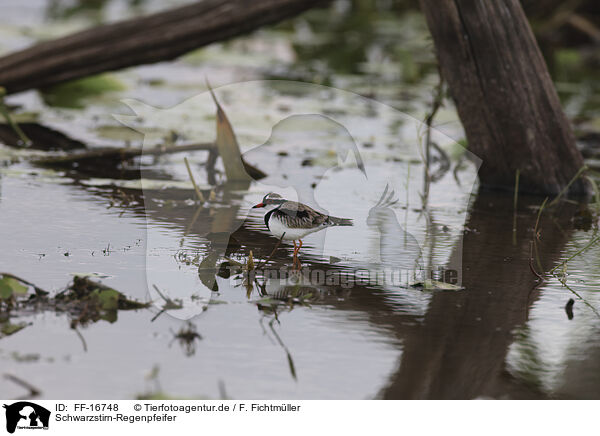Schwarzstirn-Regenpfeifer / black-fronted dotterel / FF-16748