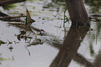 Schwarzstirn-Regenpfeifer