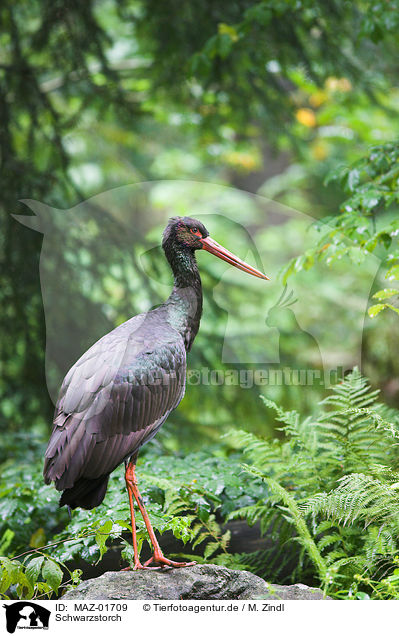 Schwarzstorch / black stork / MAZ-01709