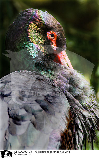 Schwarzstorch / black stork / MAZ-02193