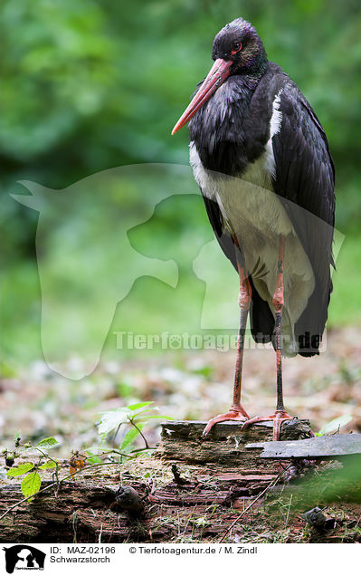 Schwarzstorch / black stork / MAZ-02196