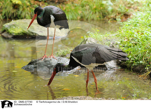 Schwarzstrche / black storks / DMS-07790