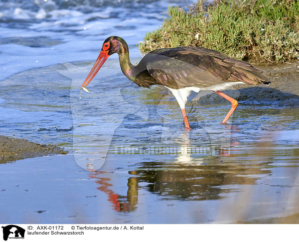 laufender Schwarzstorch / walking Black Stork / AXK-01172