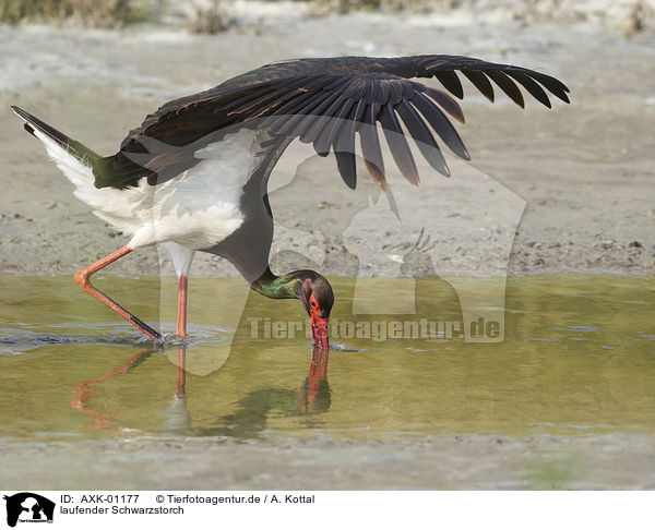 laufender Schwarzstorch / walking Black Stork / AXK-01177