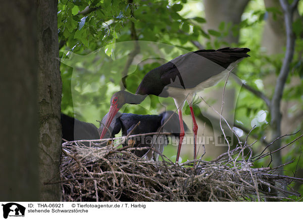 stehende Schwarzstrche / standing Black Storks / THA-06921