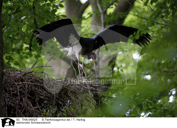 stehender Schwarzstorch / standing Black Stork / THA-06925