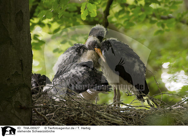 stehende Schwarzstrche / THA-06927