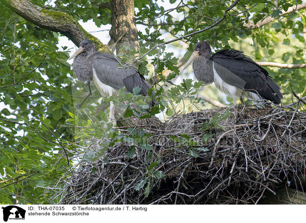 stehende Schwarzstrche / standing Black Storks / THA-07035