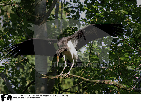 stehender Schwarzstorch / standing Black Stork / THA-07039