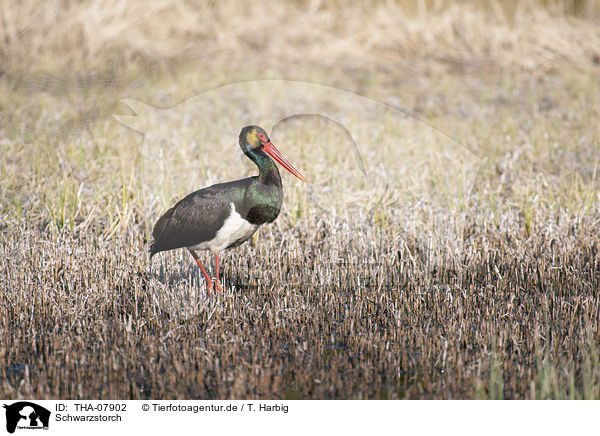 Schwarzstorch / black stork / THA-07902