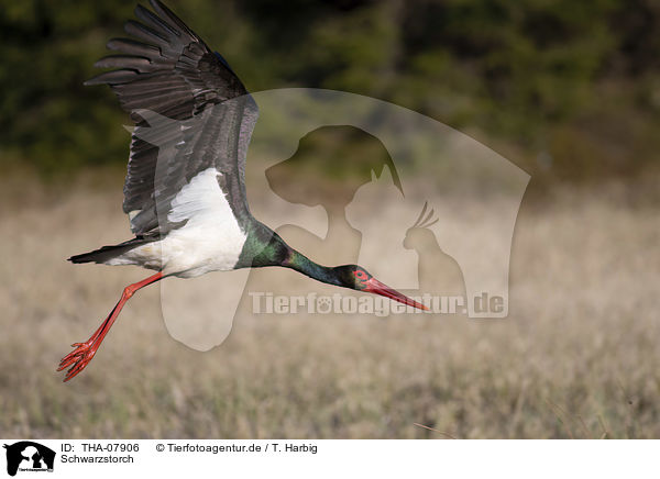 Schwarzstorch / black stork / THA-07906