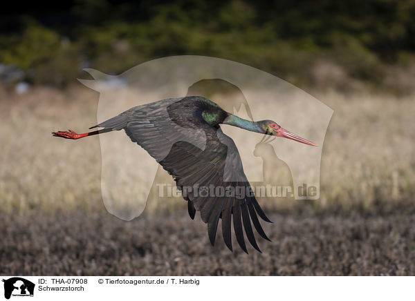 Schwarzstorch / black stork / THA-07908