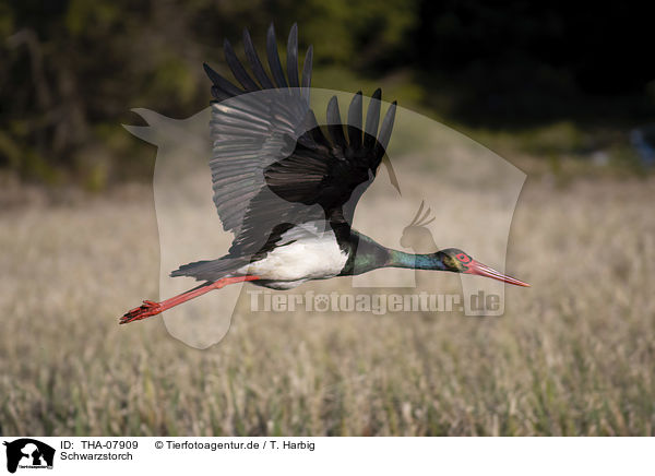 Schwarzstorch / black stork / THA-07909