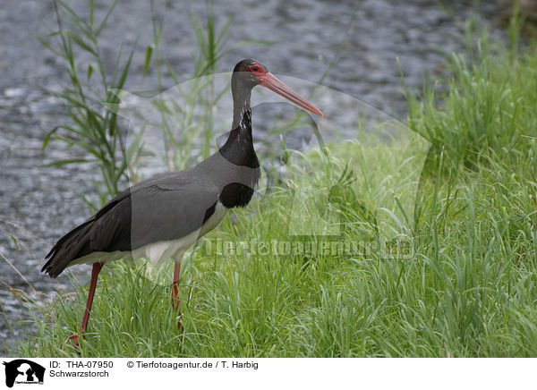 Schwarzstorch / black stork / THA-07950