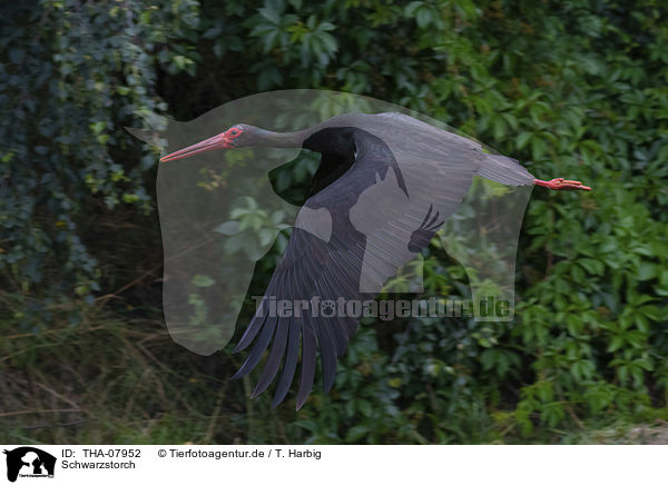 Schwarzstorch / black stork / THA-07952