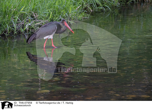 Schwarzstorch / black stork / THA-07958