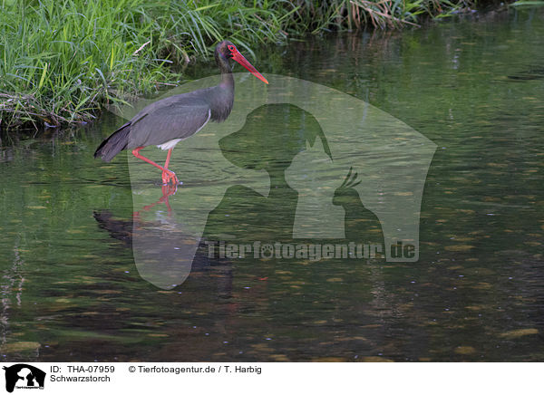 Schwarzstorch / black stork / THA-07959