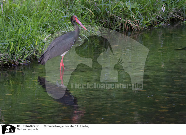 Schwarzstorch / black stork / THA-07960