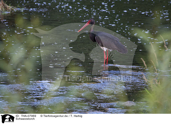 Schwarzstorch / black stork / THA-07969