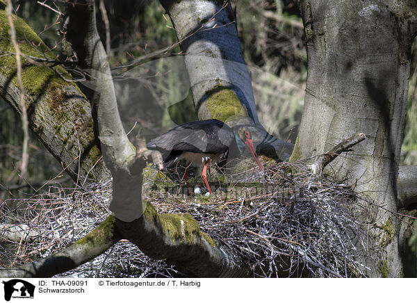 Schwarzstorch / black stork / THA-09091