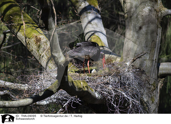 Schwarzstorch / black stork / THA-09095