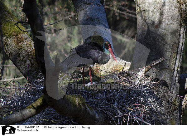 Schwarzstorch / black stork / THA-09101