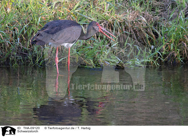 Schwarzstorch / black stork / THA-09120