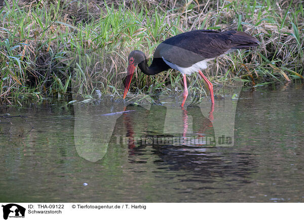 Schwarzstorch / black stork / THA-09122