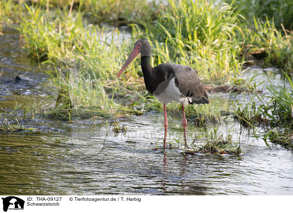 Schwarzstorch / black stork / THA-09127