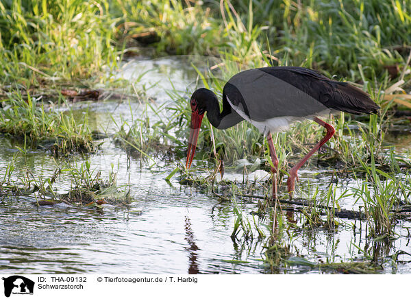 Schwarzstorch / black stork / THA-09132