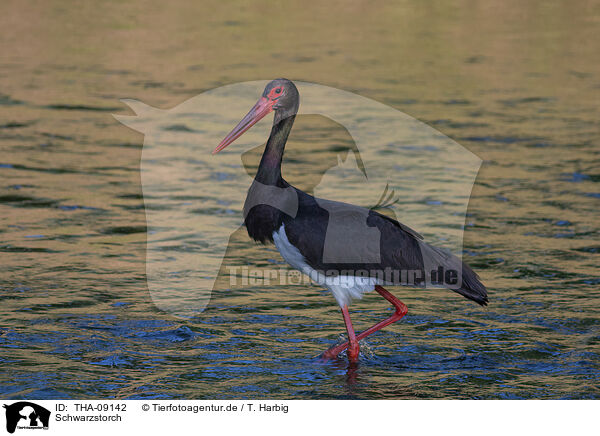 Schwarzstorch / black stork / THA-09142
