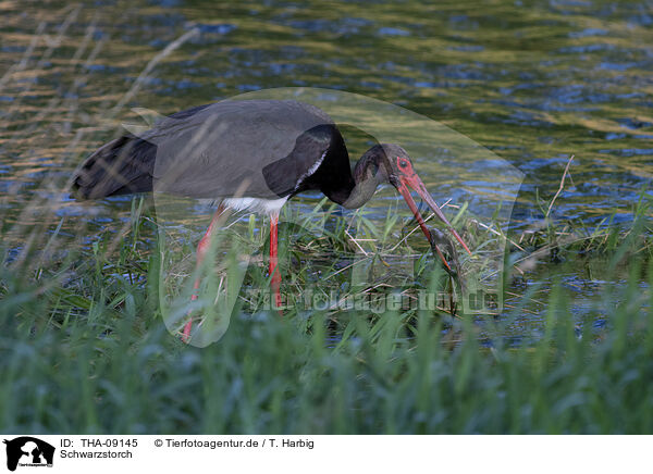 Schwarzstorch / black stork / THA-09145