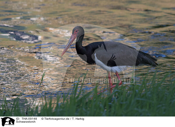 Schwarzstorch / black stork / THA-09148