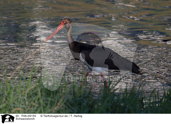 Schwarzstorch / black stork / THA-09150