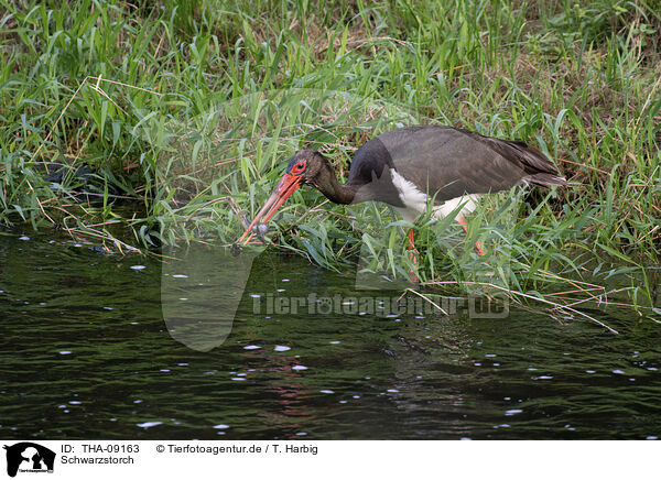 Schwarzstorch / black stork / THA-09163