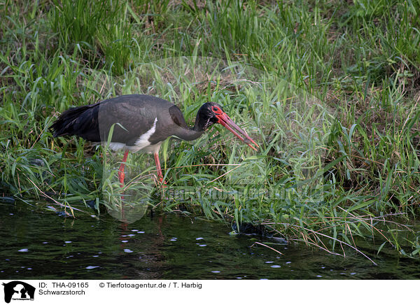 Schwarzstorch / black stork / THA-09165