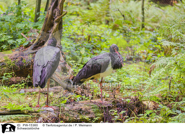 Schwarzstrche / black storks / PW-15360