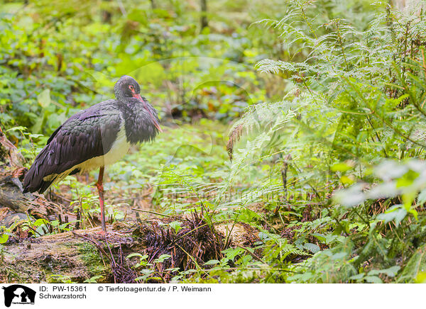 Schwarzstorch / PW-15361