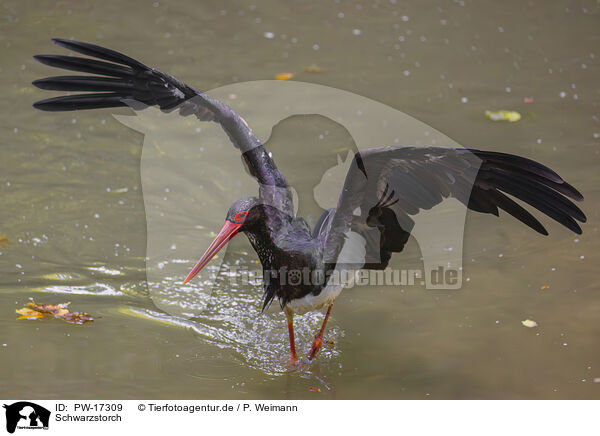 Schwarzstorch / black stork / PW-17309