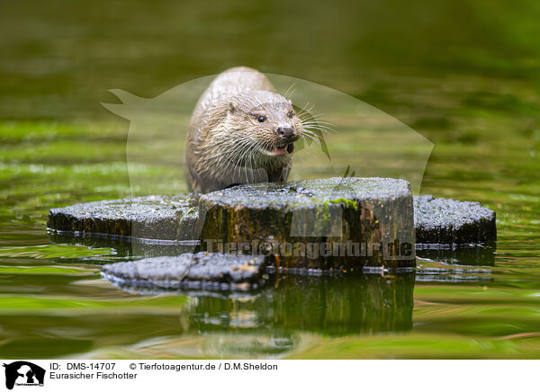 Eurasicher Fischotter / common otter / DMS-14707