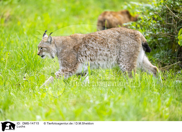 Luchs / DMS-14715