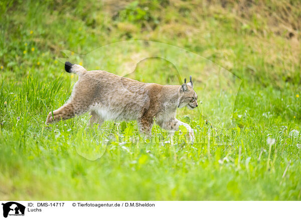 Luchs / lynx / DMS-14717