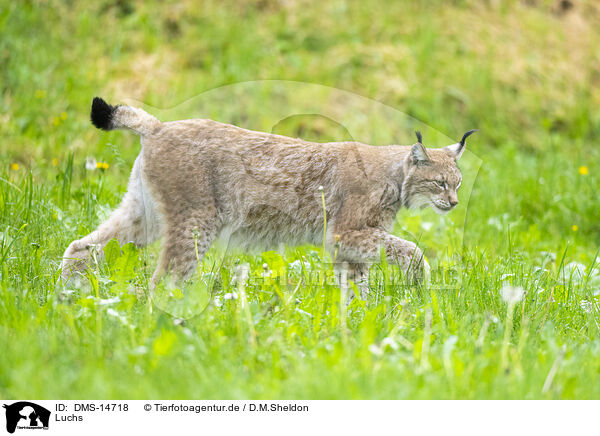 Luchs / lynx / DMS-14718