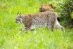 Luchs