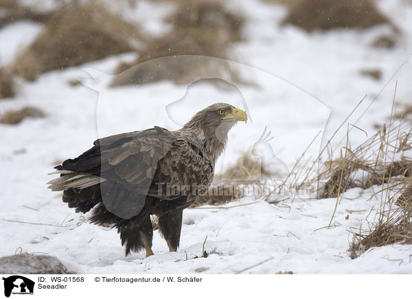 Seeadler / WS-01568