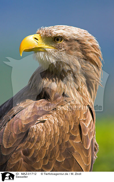 Seeadler / white-tailed sea eagle / MAZ-01712