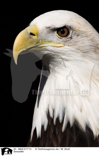 Seeadler / white-tailed sea eagle / MAZ-01713