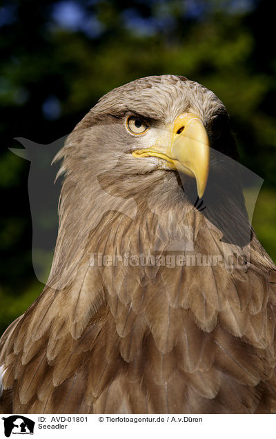 Seeadler / white-tailed sea eagle / AVD-01801