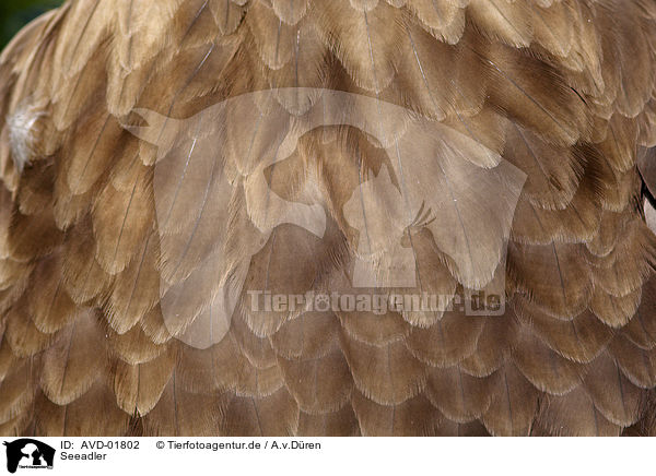 Seeadler / white-tailed sea eagle / AVD-01802